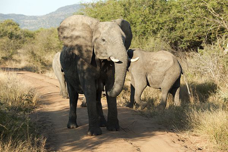 Madikwe Game Reserve